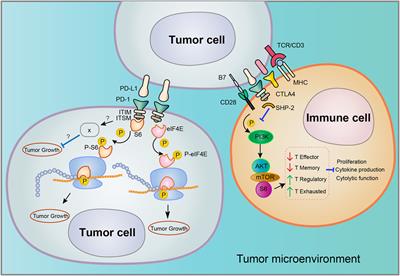 Frontiers | Cancer Cell-Intrinsic PD-1 And Implications In ...